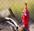 cock