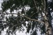 Birch