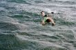 Snorkeling