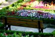 Bench in the garden