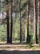 coniferous forest