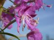 rose-bay flowers