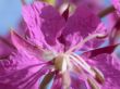 rose-bay flowers