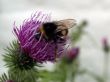 bee on the bur flower