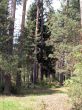 coniferous forest