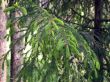 Fir branch
