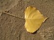 yellow leaf