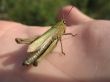 a green grasshoper on the hand