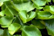 Lilly Pads
