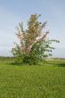 Autumn bush