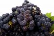 Grape in basket