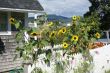 Sunflowers, in seaport house