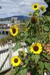 Sunflowers, in seaport house
