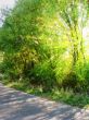 Rays of light