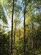Rays of light