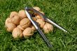 the walnuts