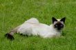 the siamese cat