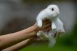 white rabbit in hands