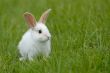 white rabbit on the grass