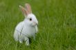 white rabbit on the grass