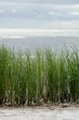 Seaside grass.
