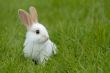 white rabbit on the grass