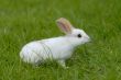 white rabbit on the grass