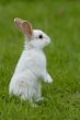 white rabbit on the grass