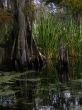 Swamp Cypress