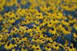 black eyed susans