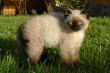 the siamese kitten