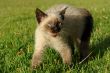 the siamese kitten