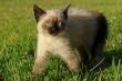 the siamese kitten