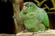 the parrot
