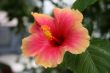 gumamela flower - Hibiscus rosa-sinensis