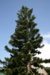 pine tree