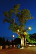 Tree at evening
