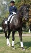 equestrian saddlewoman on black stallion