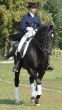equestrian saddlewoman on black stallion