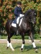 equestrian saddlewoman on black stallion