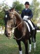equestrian saddlewoman on black stallion