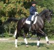 equestrian saddlewoman on black stallion