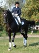 equestrian saddlewoman on black stallion