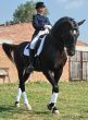 equestrian saddlewoman on black stallion