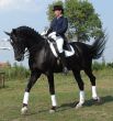 equestrian saddlewoman on black stallion