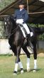 equestrian saddlewoman on black stallion