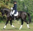 equestrian saddlewoman on black stallion