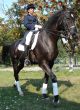 equestrian saddlewoman on black stallion