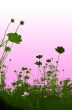 floral style textures