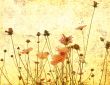 old-fashioned flower